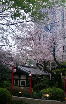 品川プリンスの桜 (1).JPG